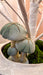Sage velvet mushroom set styled beneath a white decorative tree